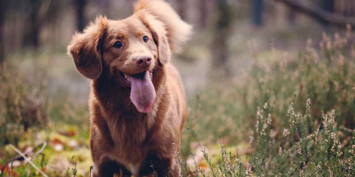 L'artrosi nel cane, come prevenirla e trattarla