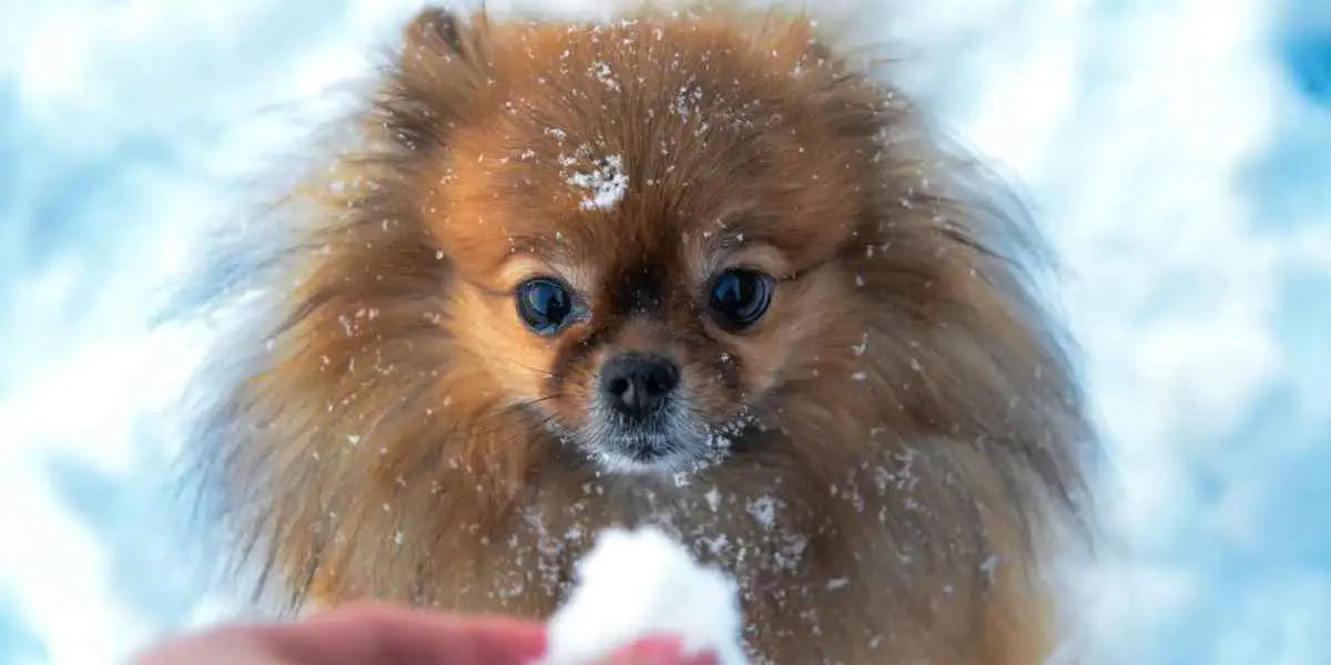 Cani che mangiano la neve, quali accortezze dobbiamo avere