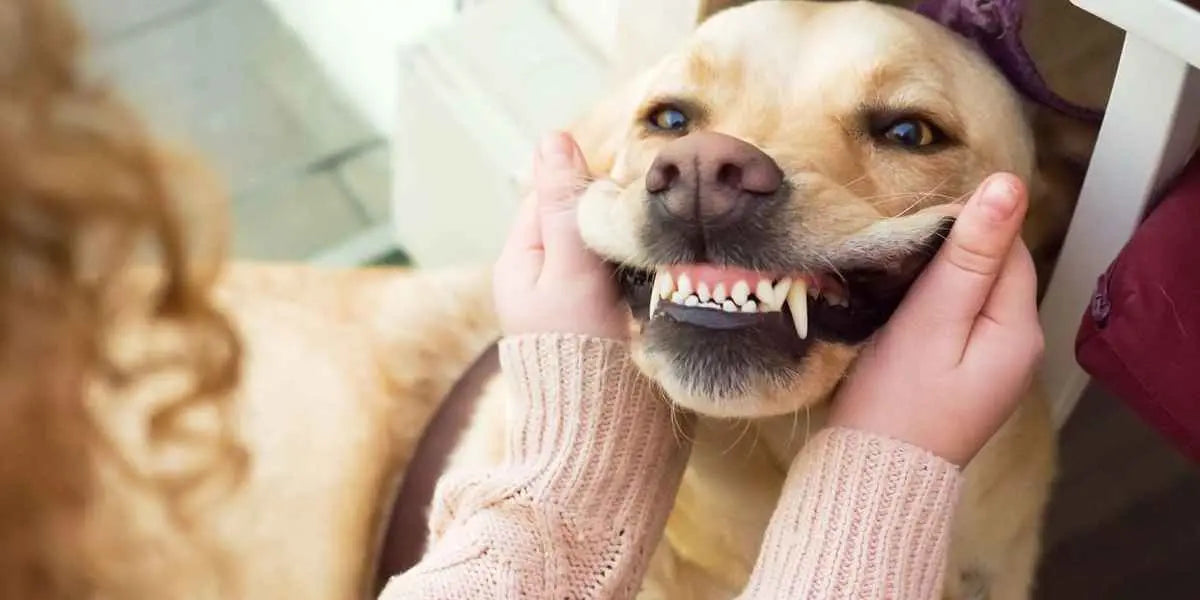 Igiene dentale nei cani: il segreto per un sorriso felice e una vita sana