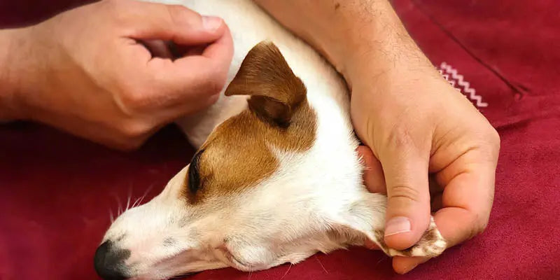 Il massaggio rilassante da fare insieme al tuo cane