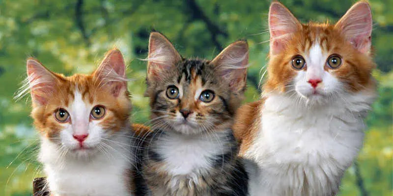 Toelettatura per gatti: tutto quello che c'è da sapere!